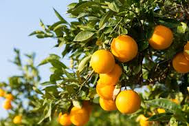 News24 | SA’s citrus farmers brace for Trump tariffs impact