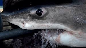 This article covers the recent designation of port workers and shark-spotting lifeguards as essential workers.