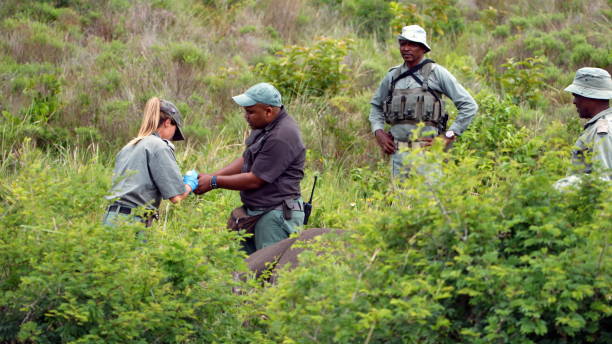 Rhino Horn